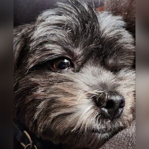 Local Pick Up Available